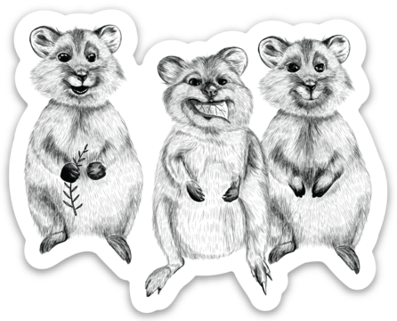 3 Quokkas - Sticker